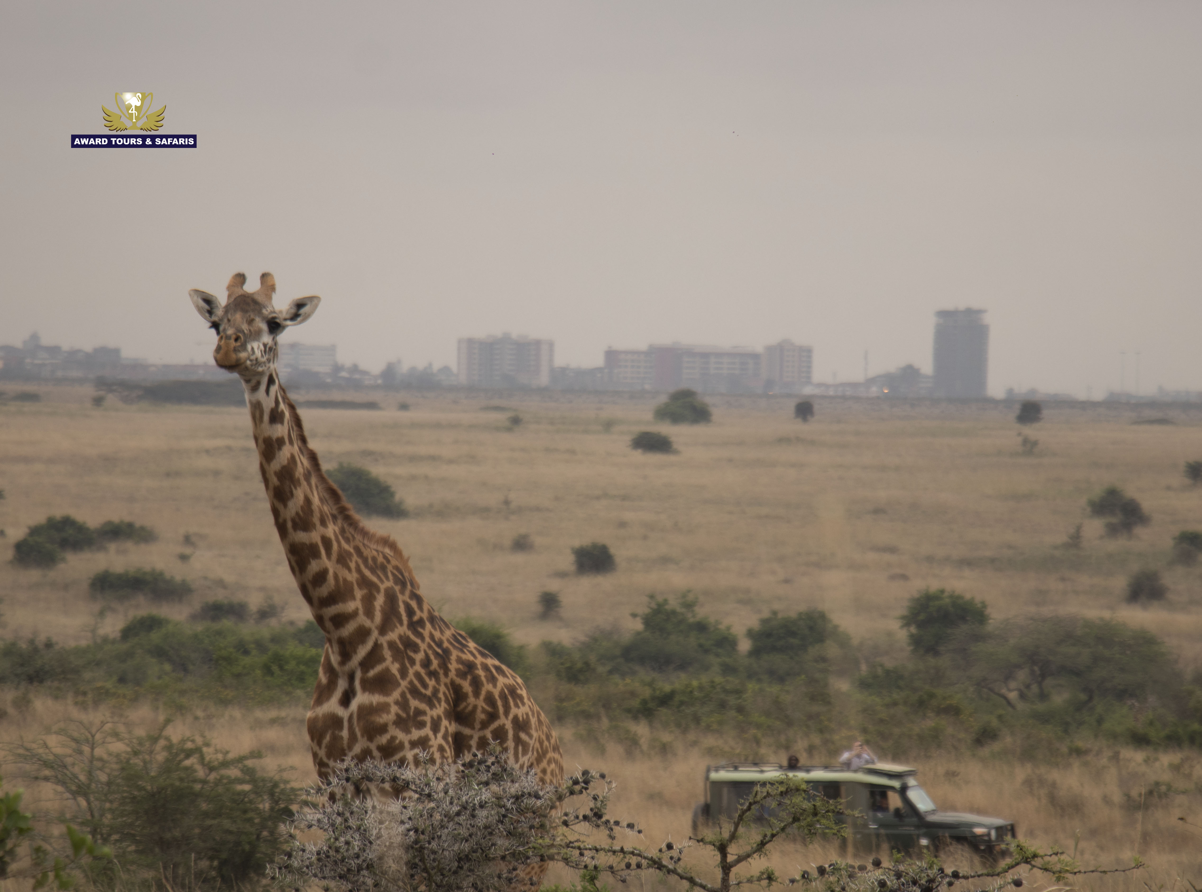 Nairobi National Park Tour Nairobi