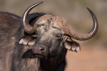 5 days tanzania budget group joining tours with burigi chato safaris Moshi