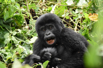 Gorillas, Wildlife and community tour Kampala