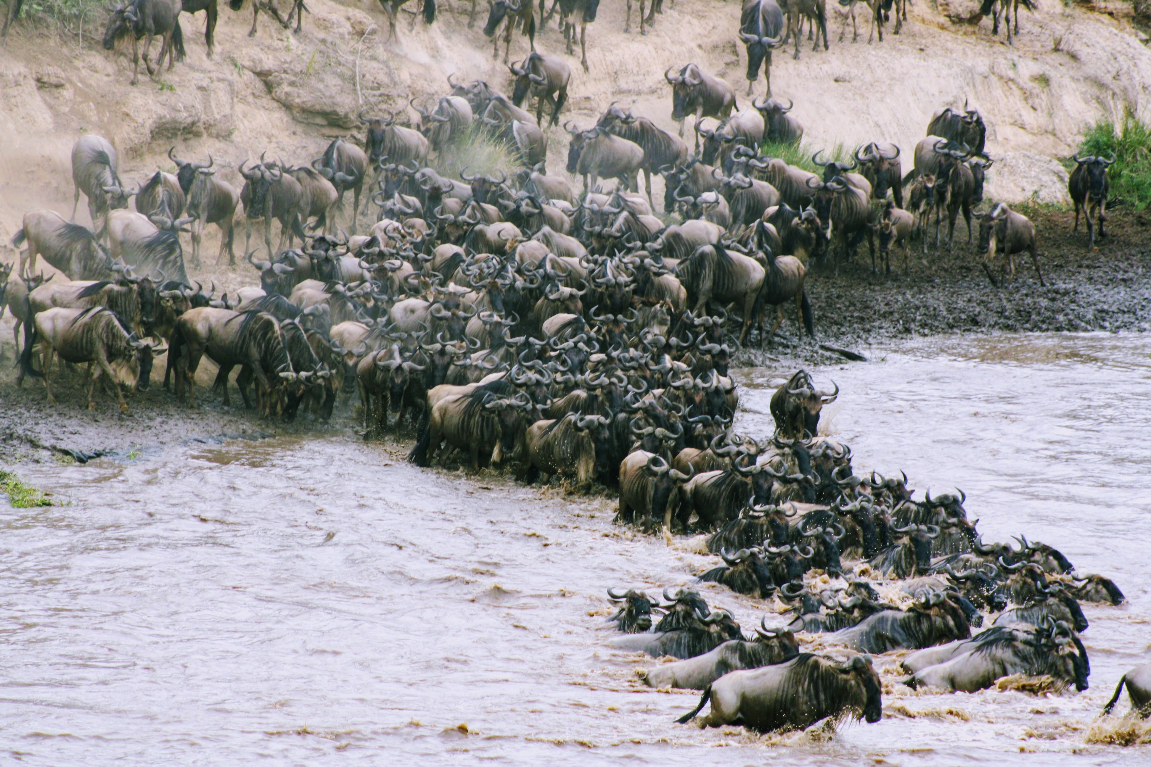 3- Days Arusha ,manyara & Ngorongoro Tanzania Safari Arusha