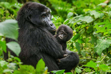 3 days uganda gorilla trekking safari tour Kampala