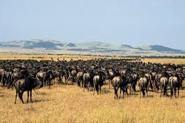 Maven tanzania safaris Arusha