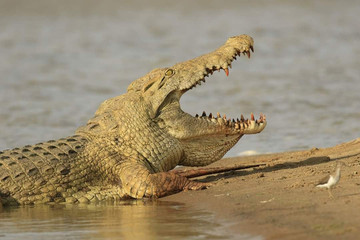 Gecko adventure tanzania Dar es Salaam