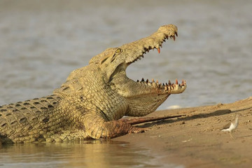 Gecko adventure tanzania Dar es Salaam