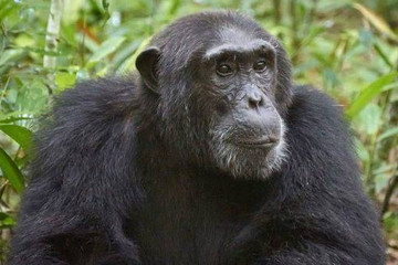 5 Days Gorilla and Chimpanzee Trekking Uganda Kampala