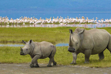 6 Days and 5 Nights black Rhino Tanzania Safari Lodge Arusha