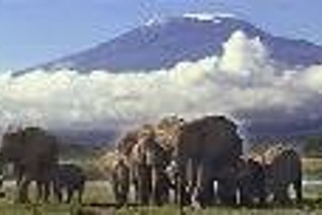 6 Days Masai Mara, Lake Nakuru & Amboseli National Park Nairobi