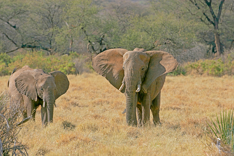 Classic Safaris Kenya Nairobi