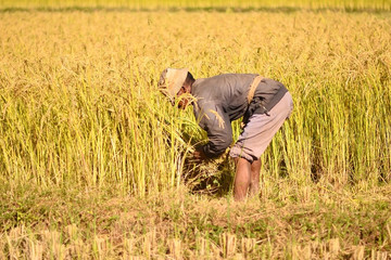 A day of cultural and ecotourism discovery in antananarivo Antananarivo