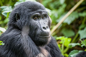 02 Day Bwindi Impenetrable National Park. Kampala
