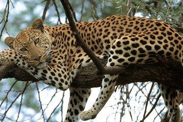 Mount Kenya Trek And Classic Safari Adventure Nairobi