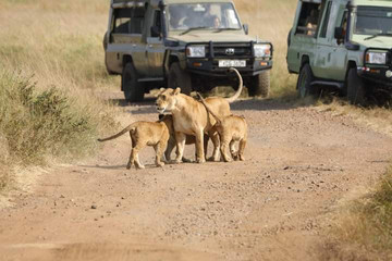 Discover Kenya’s Wild Side: 5-day Samburu, Ol Pejeta & Aberdares Tour Nairobi