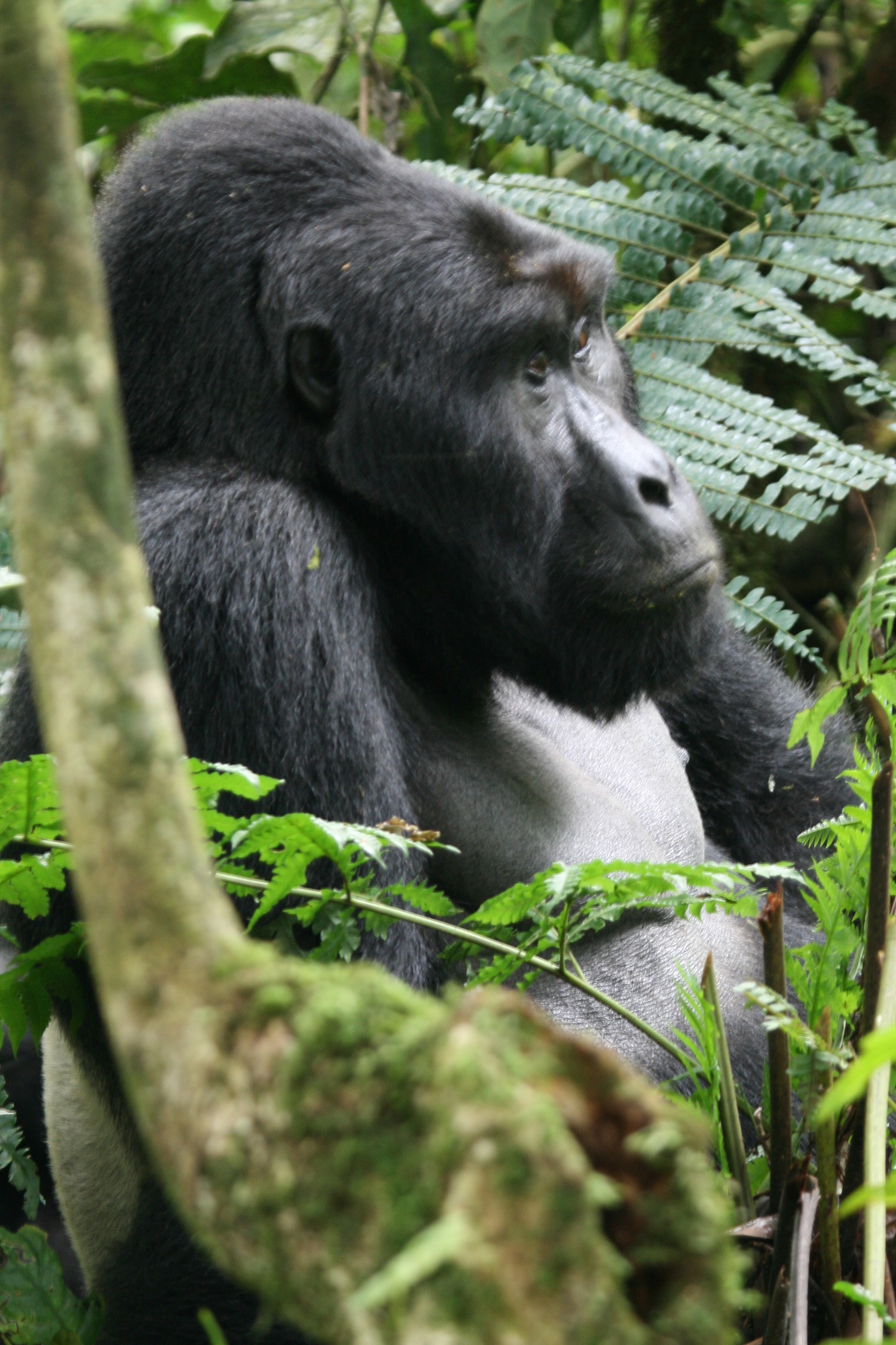 3 Days Gorilla Tracking Safari Kampala