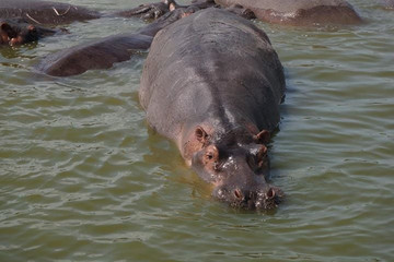 5-day gorillas, lions and water safari in uganda Kampala