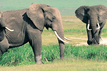 Adventure safari bookers Nairobi