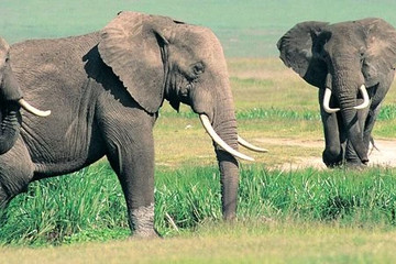 Adventure safari bookers Nairobi