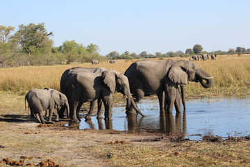 3-day Fully Catered Mokoro (canoe) Safari Okavango Delta Maun