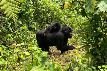 3 days gorilla trekking tour in rwanda Kigali