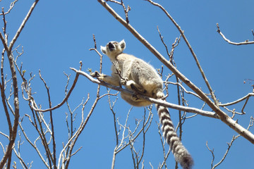 Admire Lemurs On The Rn7 Antananarivo