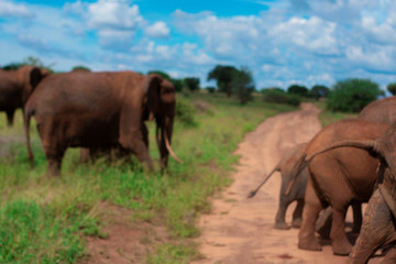 3 Days Tanzania Mid-range Safari Moshi