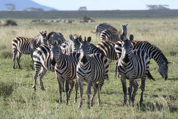 5 Days Tanzania Safari Arusha