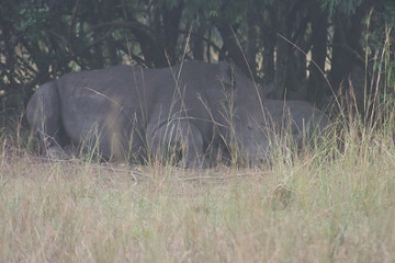 3 days breathtaking safari to murchison falls national park Kampala
