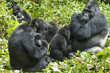 10 day primates and savannah experience. Kampala