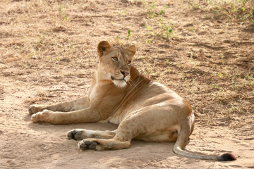 3 days murchison falls safari tour in uganda Kampala