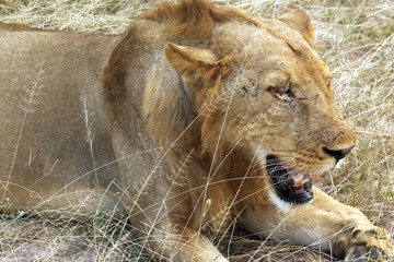 3 days / 2 night selous game reserve Dar es Salaam