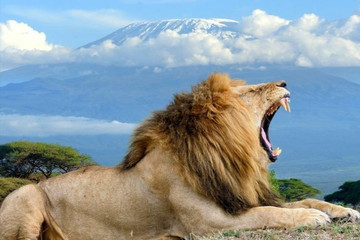 2 Days Join-in Group Budgeted Safari From Zanzibar Arusha