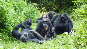 3 Day Kibale Chimpanzee Trekking Safari Kampala