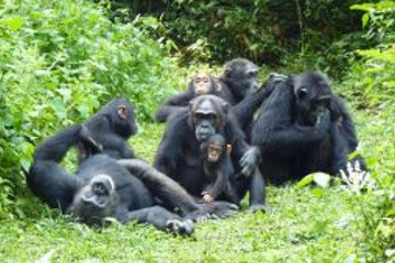 5 days gorilla and chimpanzee trekking wildlife safari in uganda Kampala