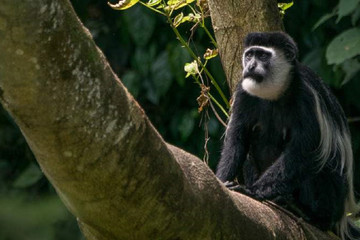 3 Day Chimpanzee Trails & Bigodi Tales Kibale Np Kampala