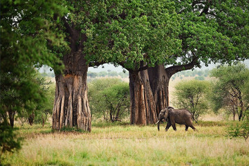 4 Days Tanzania Safari Arusha