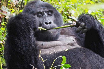 3 Days Gorilla Trekking Bwindi Uganda Kampala