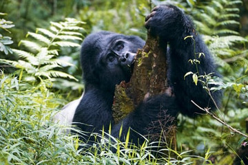 5 days with the gorillas Kampala