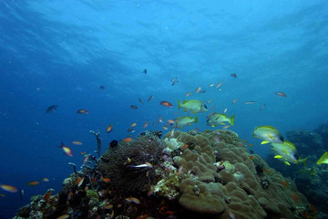 Pemba/zanzibar/mafia: eah- 15 days Zanzibar