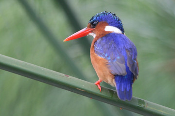 14 days birding safari in uganda Kampala