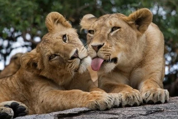 2 days tanzania budget group joining/sharing safari burigi chato safaris co ltd Moshi