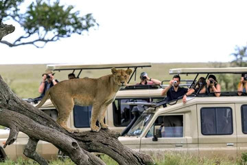 Majestic masai mara: 4-day big five safari in a 4x4 jeep Nairobi