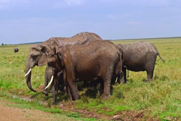 3 Days Masai Mara Nairobi