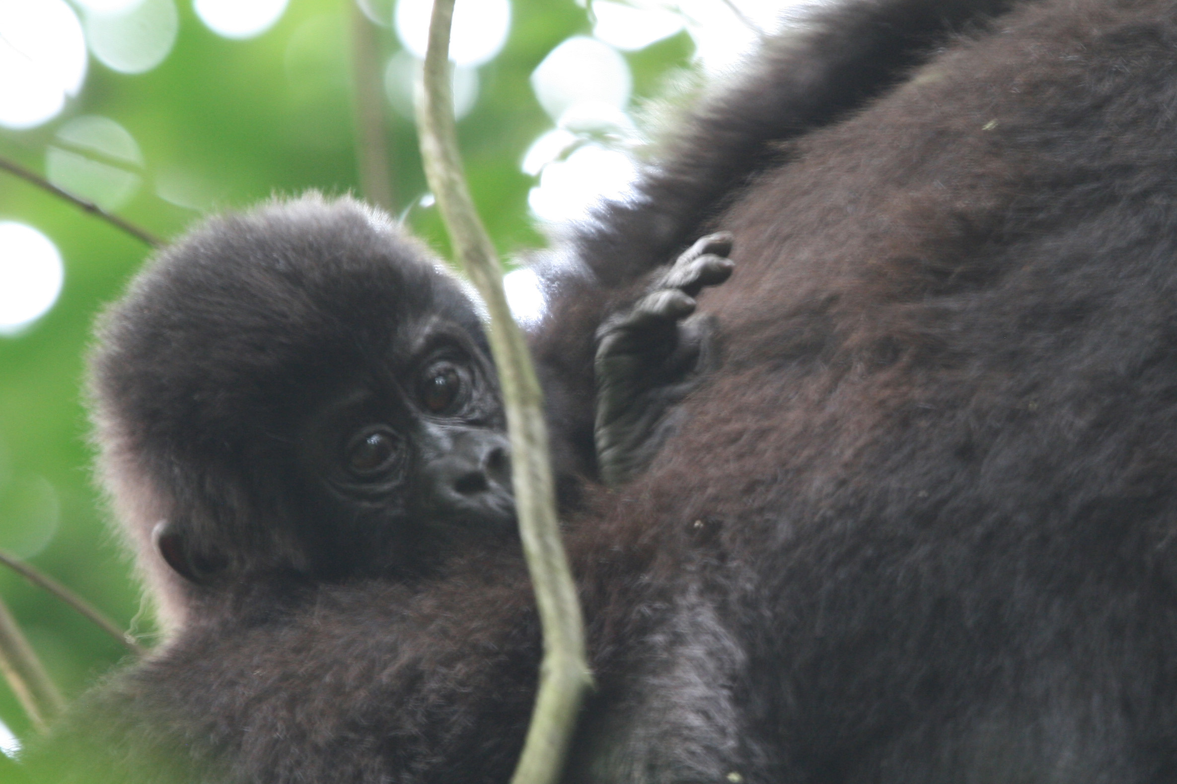 A 15 Days Wild Life And Gorilla Tracking Safari Kampala