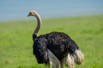 Best 2 Day Safari From Zanzibar Arusha