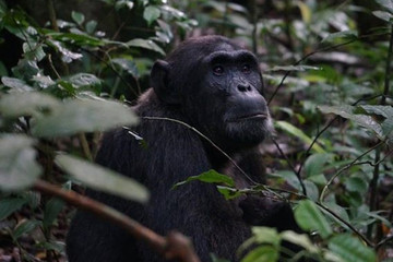 5-day gorillas and white water rafting Kampala