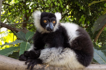 Jardin botanique et zoologique de Tsimbazaza Antananarivo