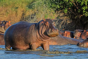 Best Of Kenya In 5 Days: Masai Mara, Lake Nakuru & Naivasha Safari Experience Nairobi