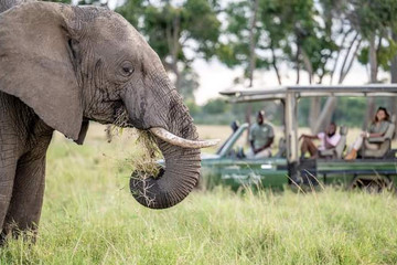 5-day Safari In Kenya: Amboseli, Lake Nakuru & Masai Mara Experience Nairobi