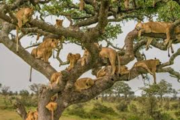 4 Day Last-minute Safari From Zanzibar Arusha