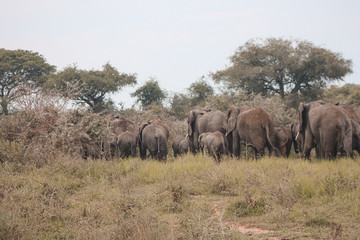 3 days breathtaking safari to queen elizabeth national park Kampala