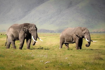 2- Day Fly-in Safari From Zanzibar Arusha